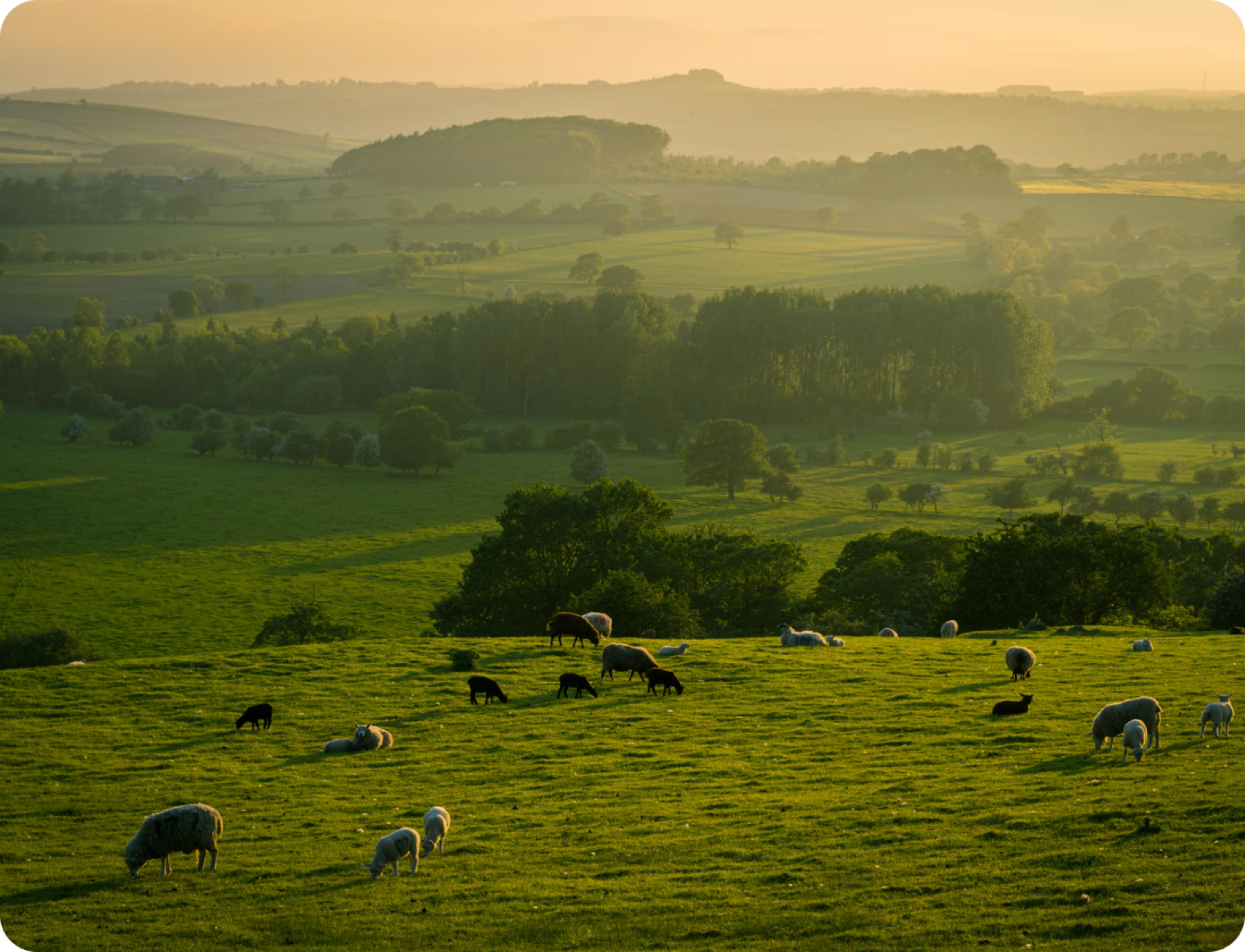Livestock grazing on open pasture at sunrise