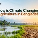 How is Climate Changing Agriculture in Bangladesh?